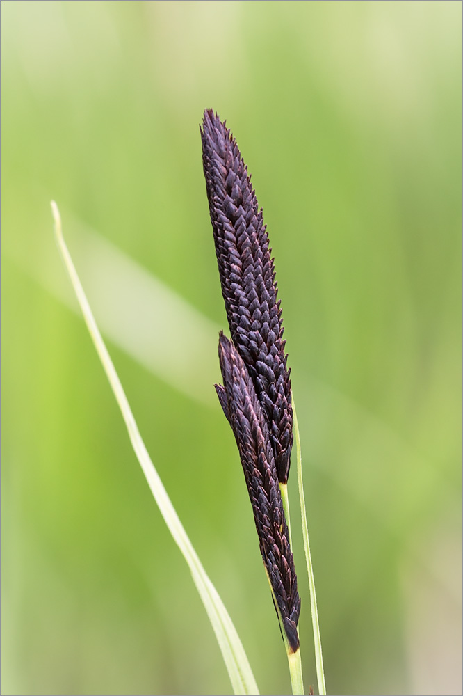 Image of Carex acuta specimen.