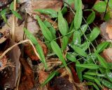 Lathyrus vernus