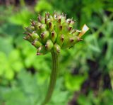 Trollius asiaticus