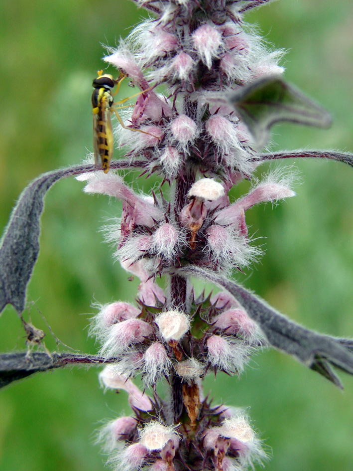 Image of Leonurus quinquelobatus specimen.
