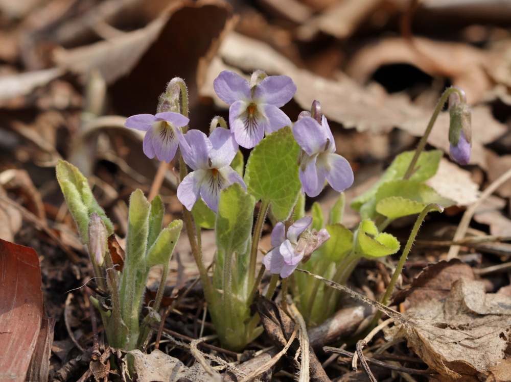 Image of Viola collina specimen.