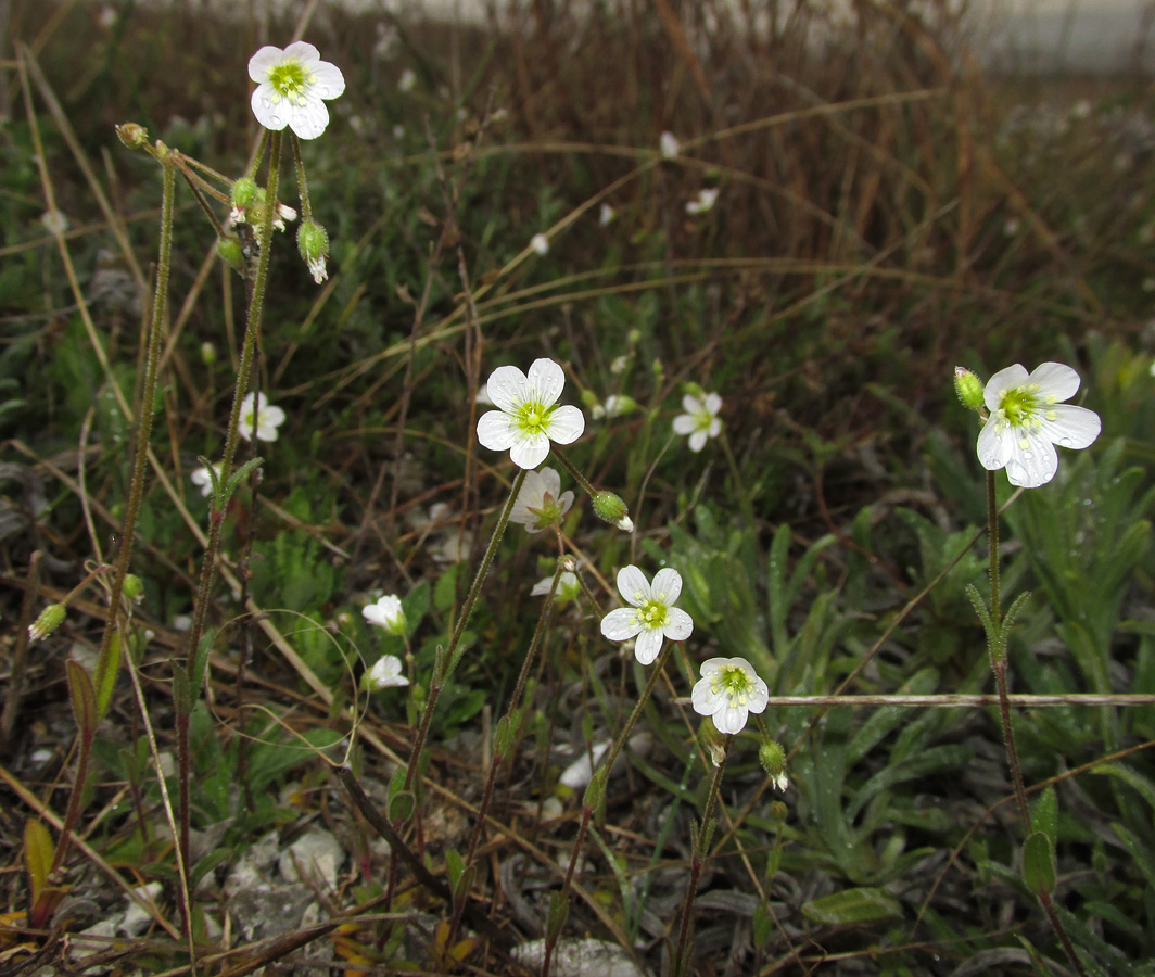Image of Holosteum glutinosum ssp. liniflorum specimen.