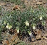 Onosma simplicissima
