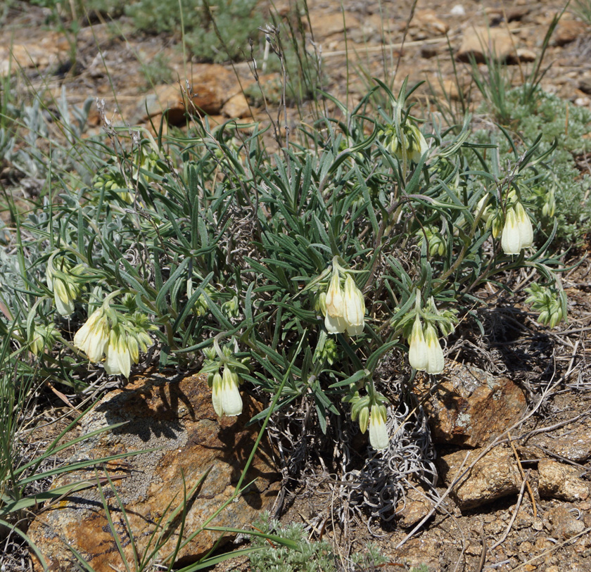 Image of Onosma simplicissima specimen.