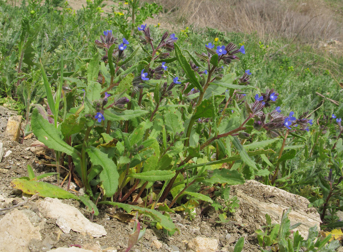 Изображение особи Anchusa pusilla.