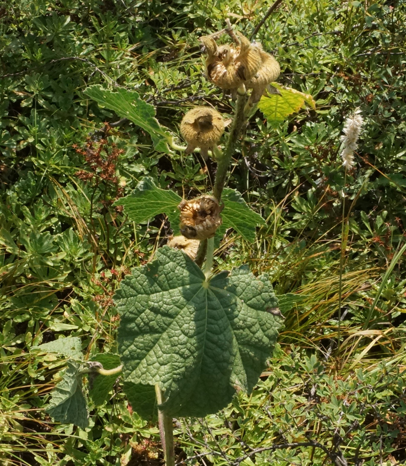 Изображение особи Alcea nudiflora.