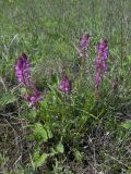 Polygala comosa