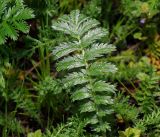 Potentilla anserina