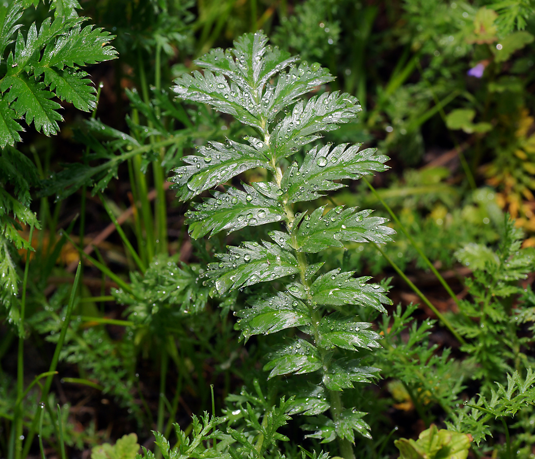 Image of Potentilla anserina specimen.