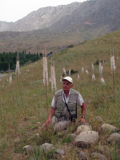 Изображение особи Eremurus olgae.