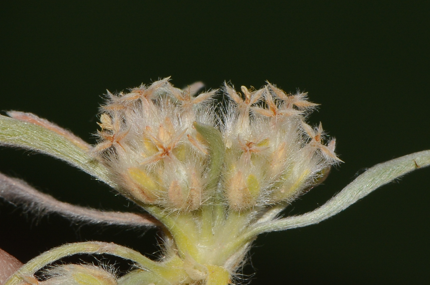 Image of Plantago ciliata specimen.