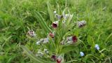 Cynoglossum officinale. Верхушка растения с соцветиями. Горный Крым, Долгоруковская яйла. 22.05.2016.