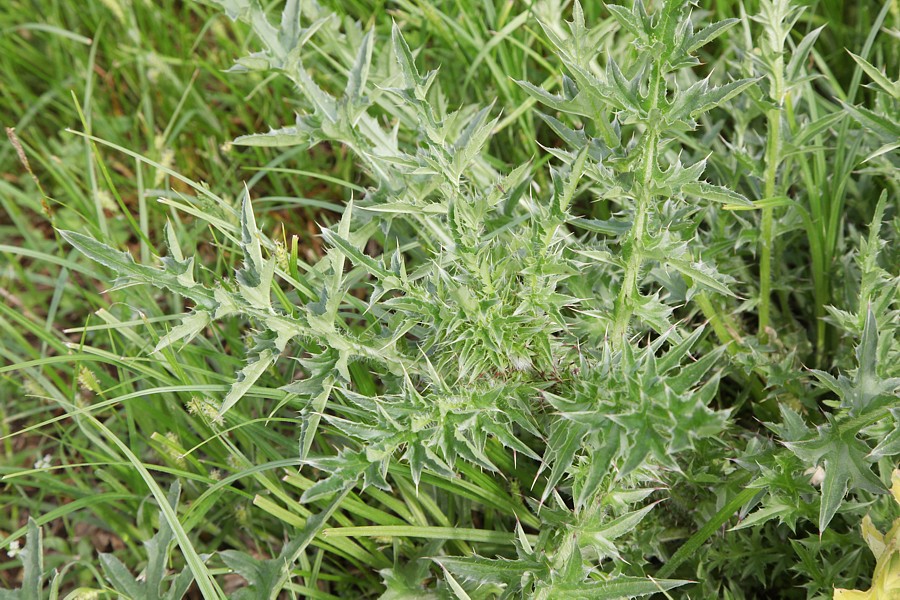 Image of Carduus acanthoides specimen.