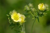 Potentilla argentea. Соцветия. Татарстан, Нижнекамский р-н, окр. дер. Благодатная, лесостепной участок с чередованием степи и перелесков с преобладанием дуба, открытый участок. 29 мая 2016 г.