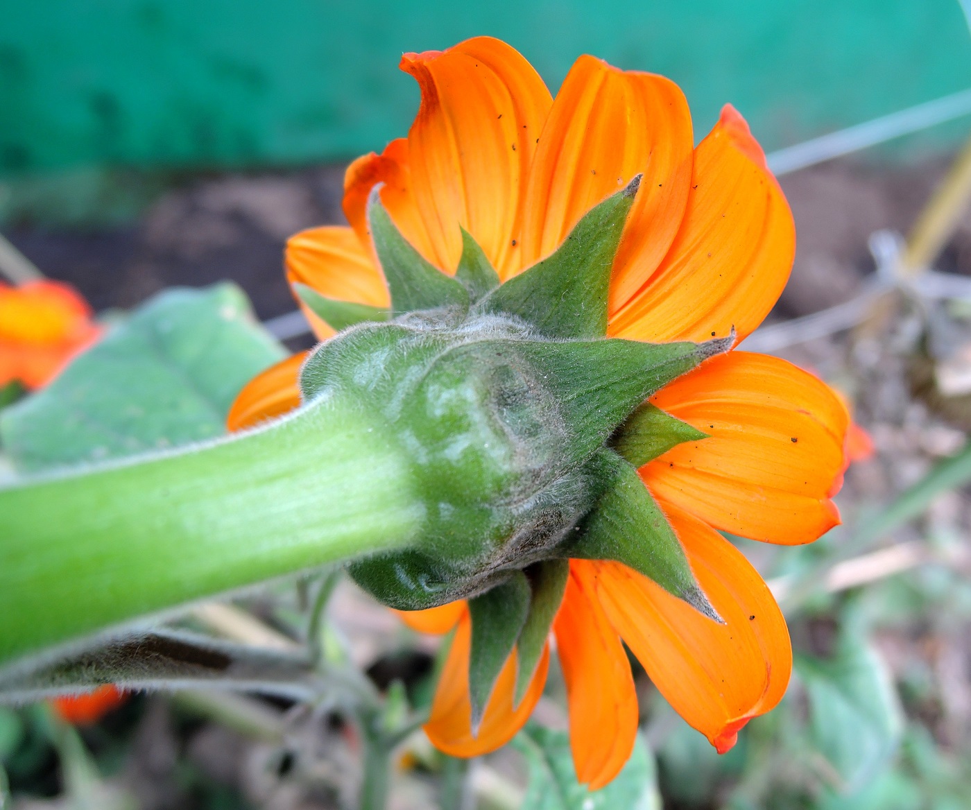 Image of Tithonia rotundifolia specimen.