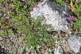 Oxytropis globiflora