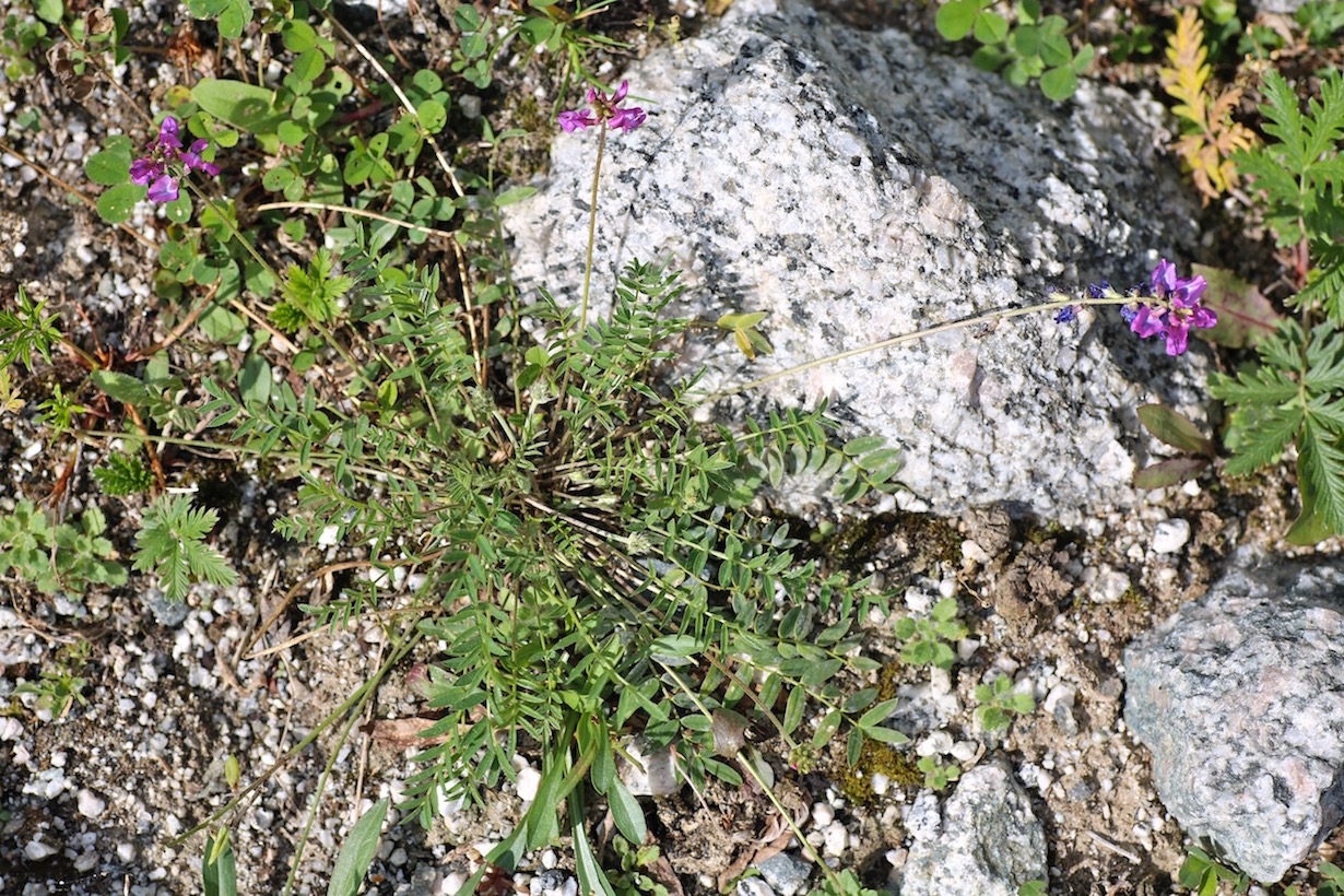 Image of Oxytropis globiflora specimen.