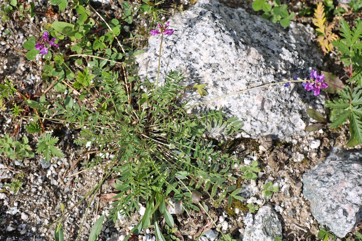 Изображение особи Oxytropis globiflora.