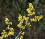 Galium verum. Верхушка побега с соцветиями. Владимирская обл., Ковровский р-н, окр. дер. Митино, поле. 02.07.2016.