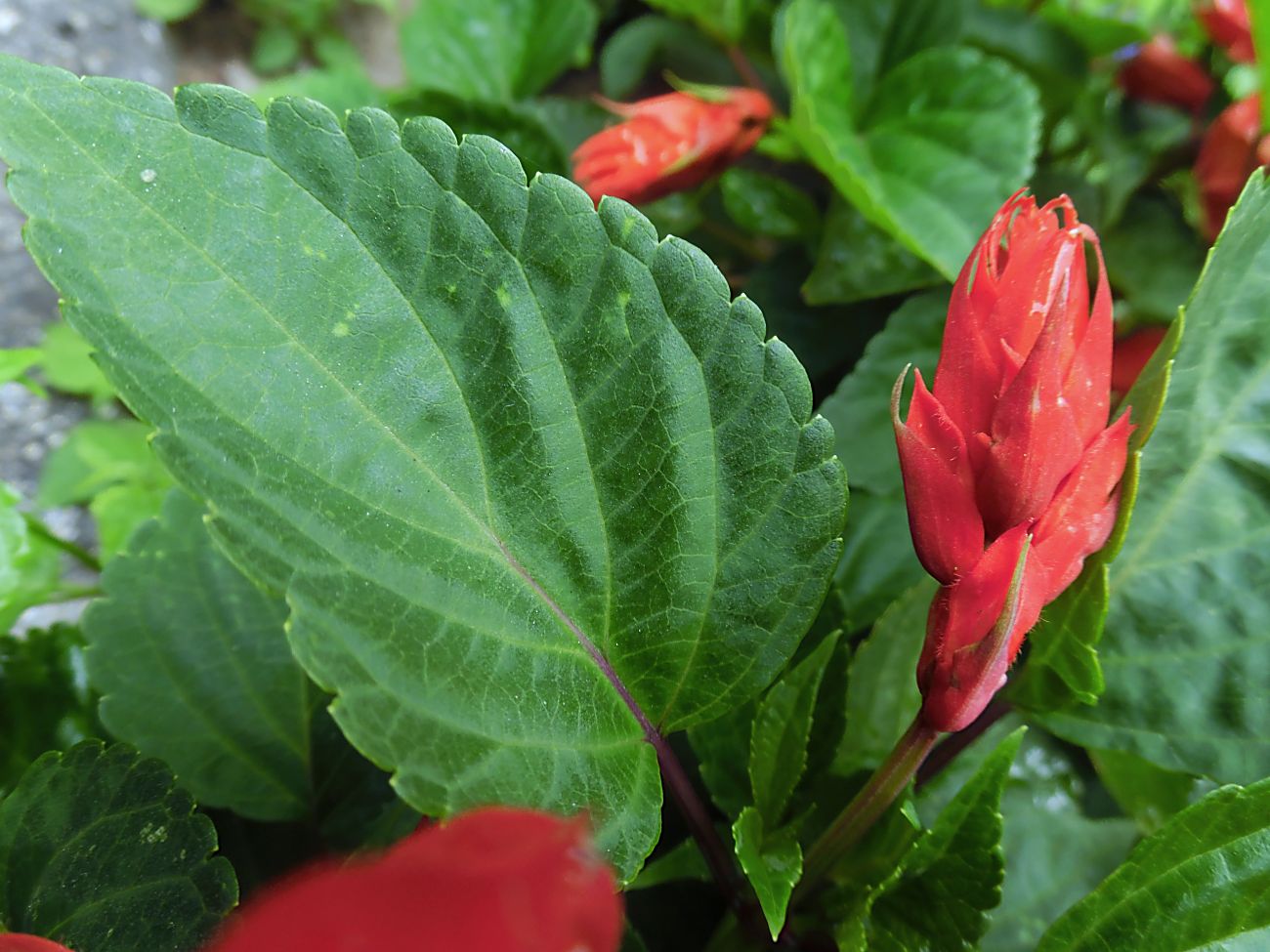 Image of Salvia splendens specimen.