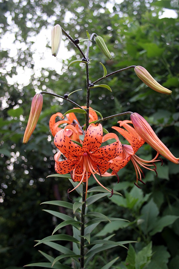 Image of Lilium lancifolium specimen.