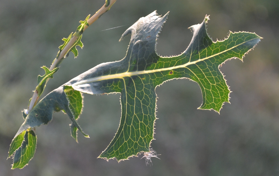 Изображение особи Lactuca serriola.