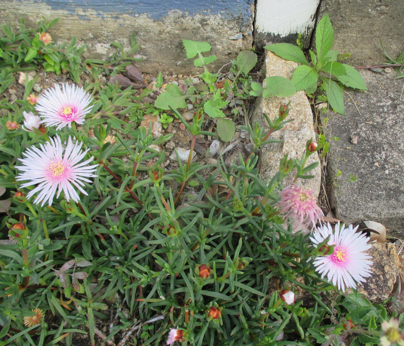 Image of Lampranthus spectabilis specimen.