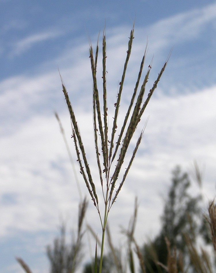 Image of Bothriochloa caucasica specimen.