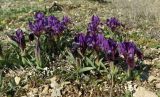 Iris pumila