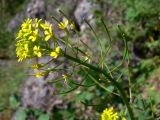 Erysimum cheiranthoides