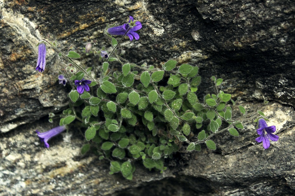 Изображение особи Campanula cashmeriana.