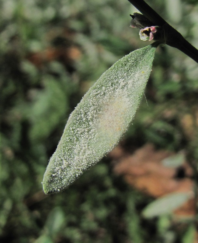 Image of Polygonum aviculare specimen.