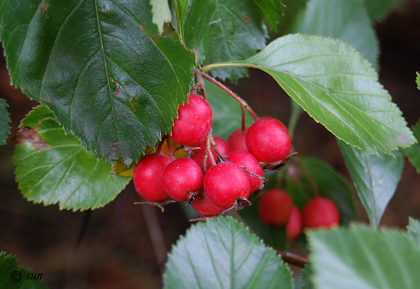 Изображение особи род Crataegus.