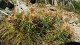 Lamyra echinocephala. Плодоносящее растение. Горный Крым, Главная гряда, Ай-Петринская яйла, каменистая осыпь южного склона. 02.09.2016.