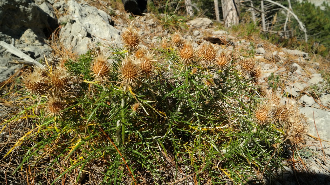 Image of Lamyra echinocephala specimen.