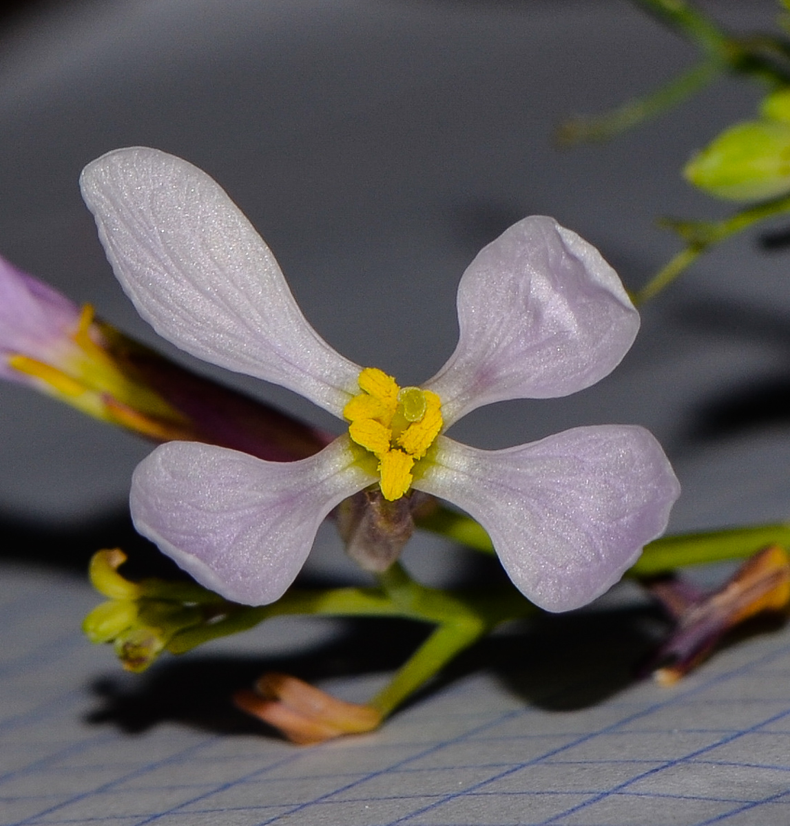 Изображение особи Pseuderucaria clavata.