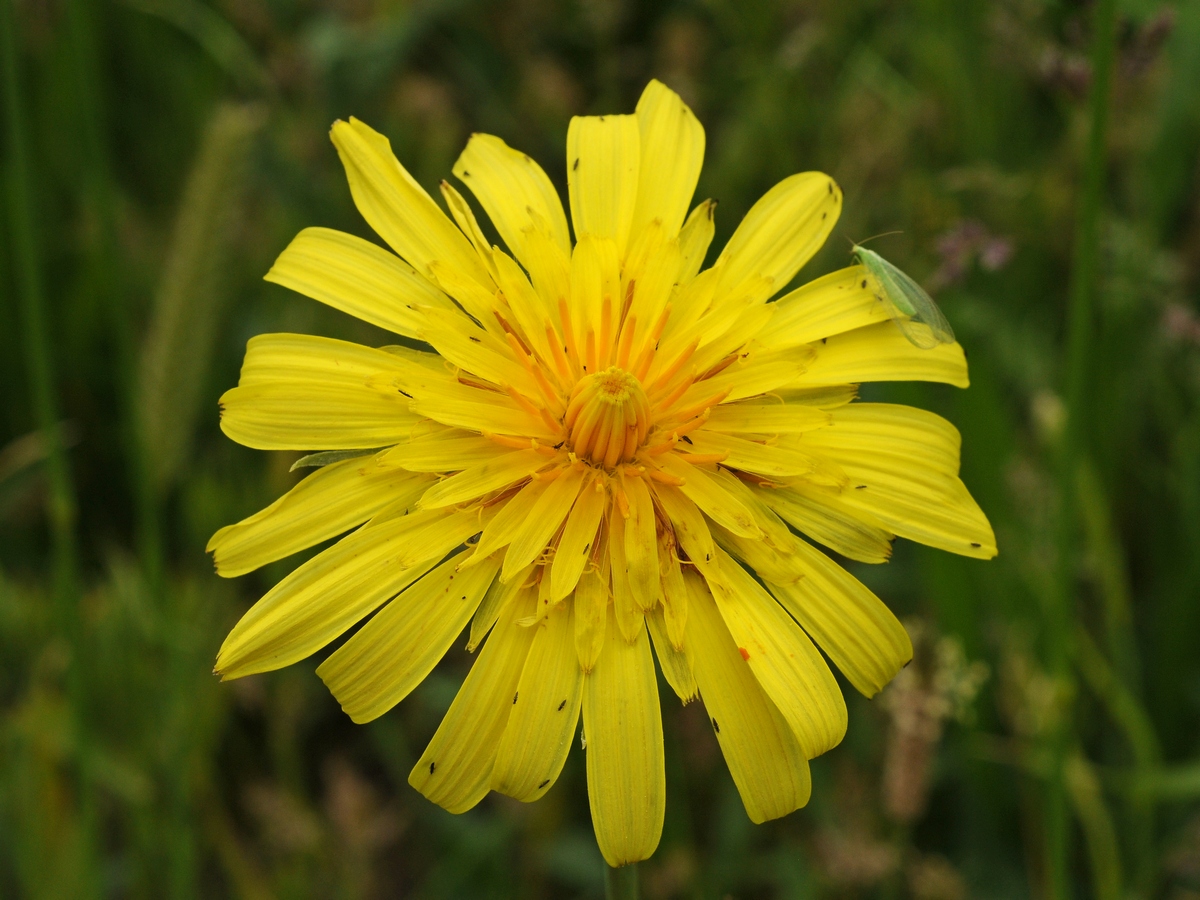 Изображение особи Tragopogon orientalis.