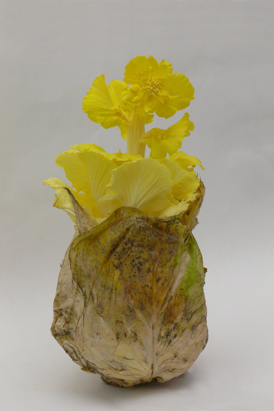 Image of Brassica oleracea var. capitata specimen.