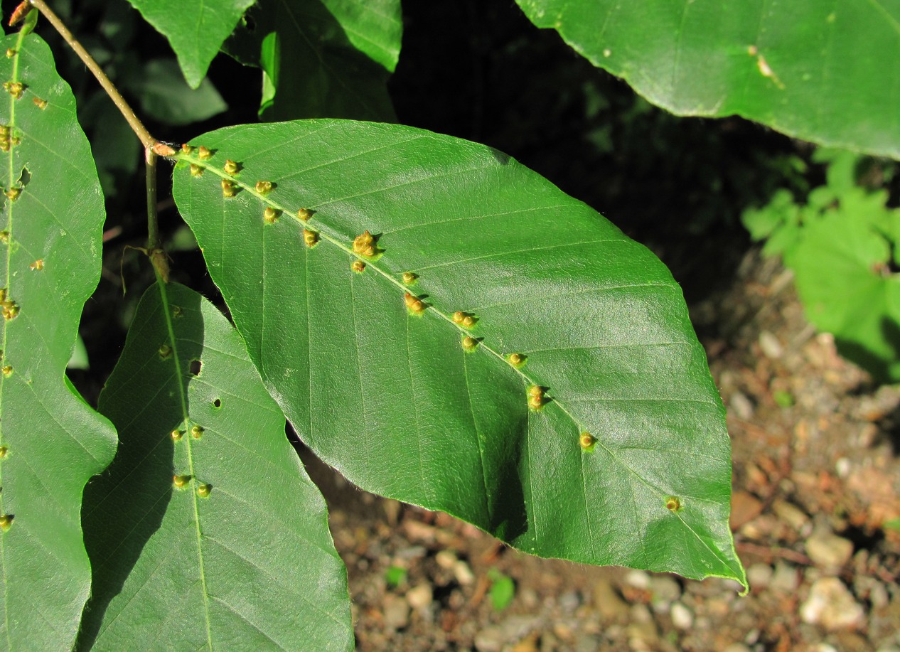 Изображение особи Fagus orientalis.