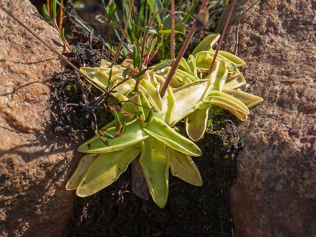 Изображение особи Pinguicula vulgaris.