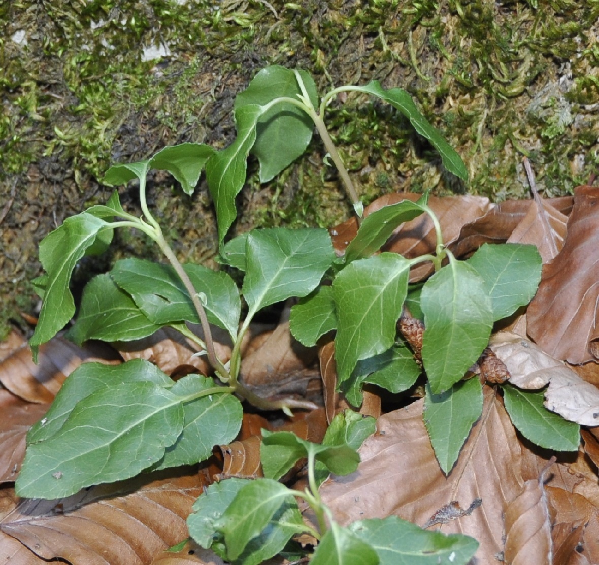 Image of Orthilia secunda specimen.