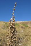 Verbascum pyramidatum. Верхушка соплодия. Адыгея, Кавказский биосферный заповедник, Фишт-Оштенский массив, перевал Узуруб, ≈ 1950 м н.у.м., каменистый склон, субальпийский луг. 18.10.2015.