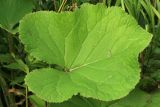 Ligularia fischeri