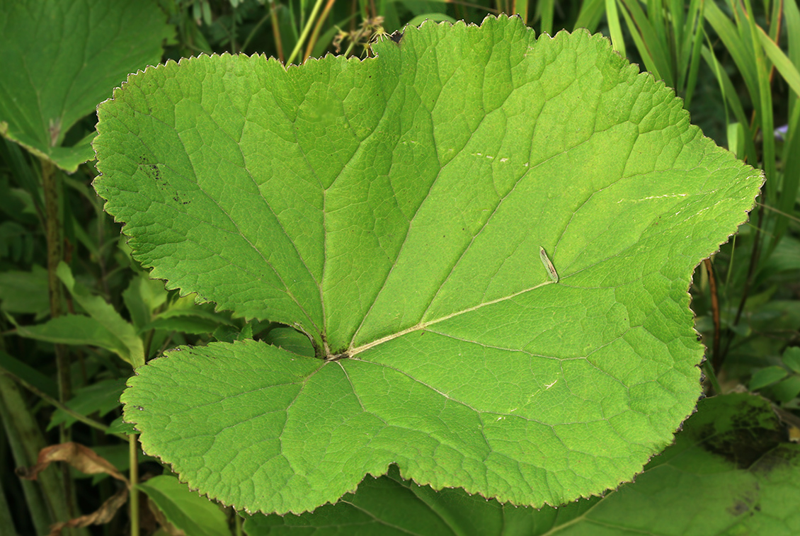 Изображение особи Ligularia fischeri.