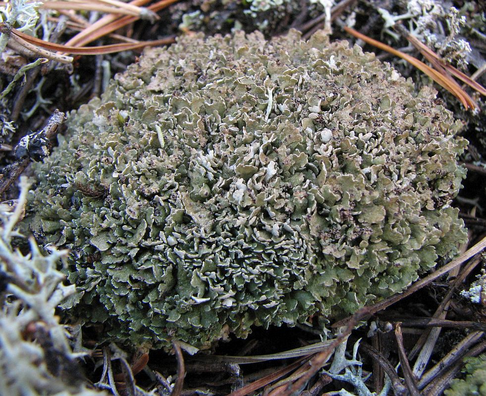 Image of Cladonia strepsilis specimen.