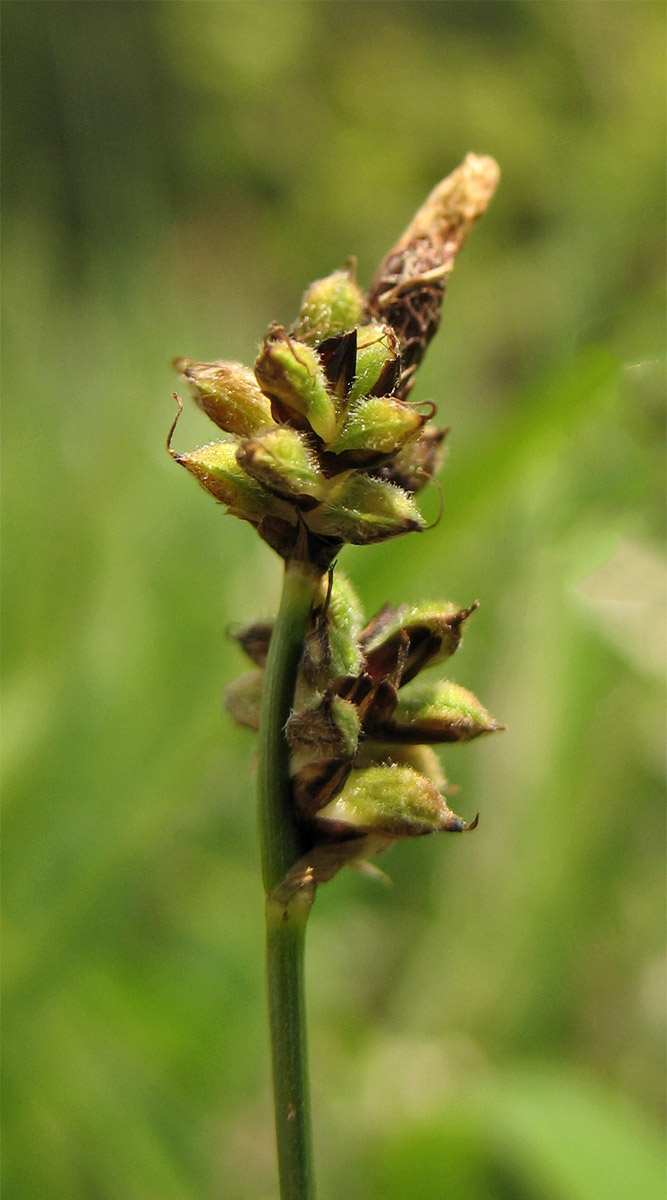 Изображение особи Carex montana.