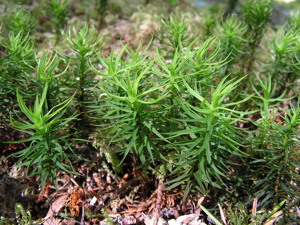 Image of Pogonatum japonicum specimen.