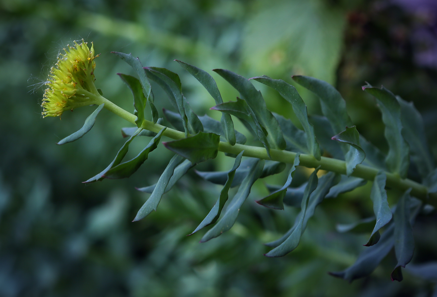 Image of Rhodiola rosea specimen.