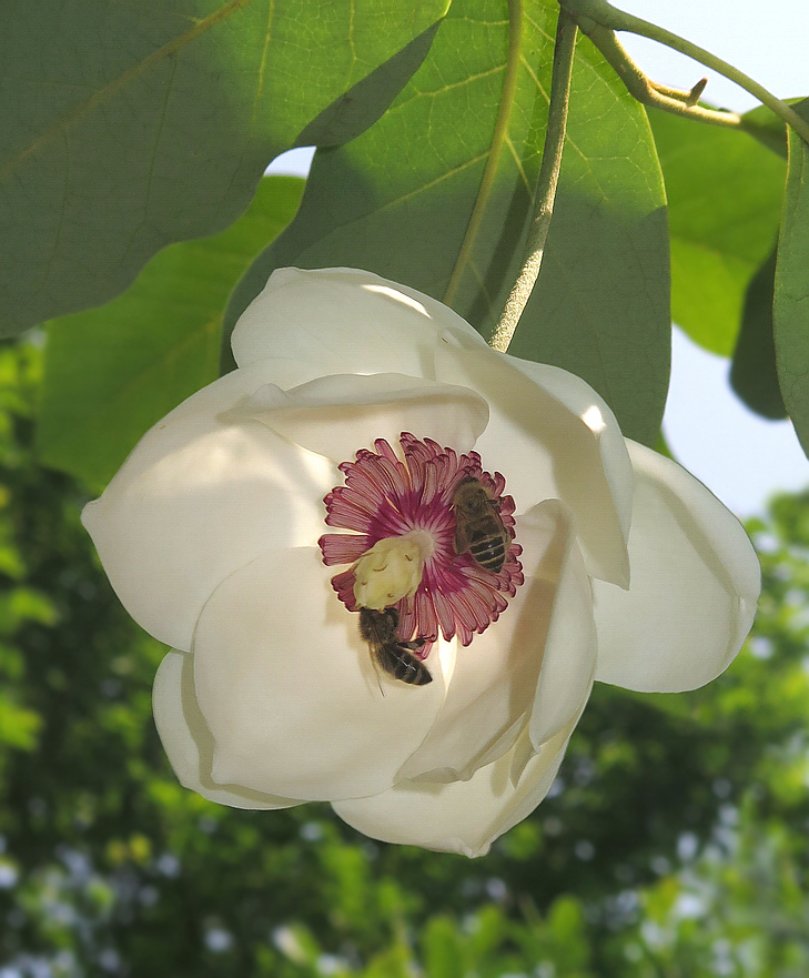 Image of Magnolia sieboldii specimen.