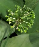 Allium ochotense